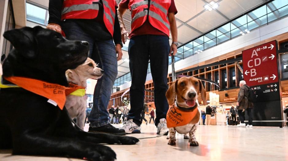 σκυλάκια αεροδρόμιο Βραδεμβούργου