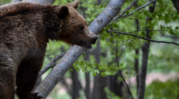 Γάλλος τουρίστας τραυματίστηκε από αρκούδα στη βόρεια Ιταλία