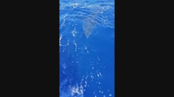 ΒΙΝΤΕΟ: Ψαράς εντόπισε καρχαρία ανοιχτά της Λάρνακας