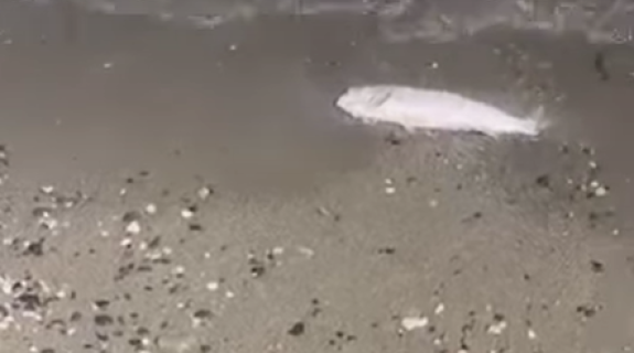 Πολίτης εντόπισε νεκρά ψάρια στην παραλία της Δεκέλειας