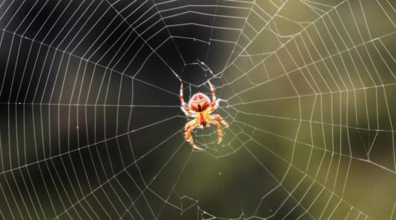 Πέθανε ο 48χρονος που τον είχε τσιμπήσει αράχνη στην Ηλεία