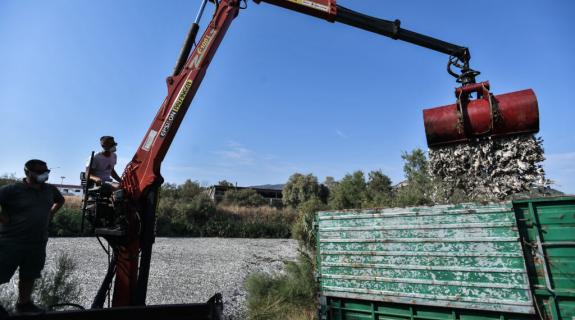 Νεκρά ψάρια στον Παγασητικό: Ολοκληρώνεται η διαδικασία καθαρισμού