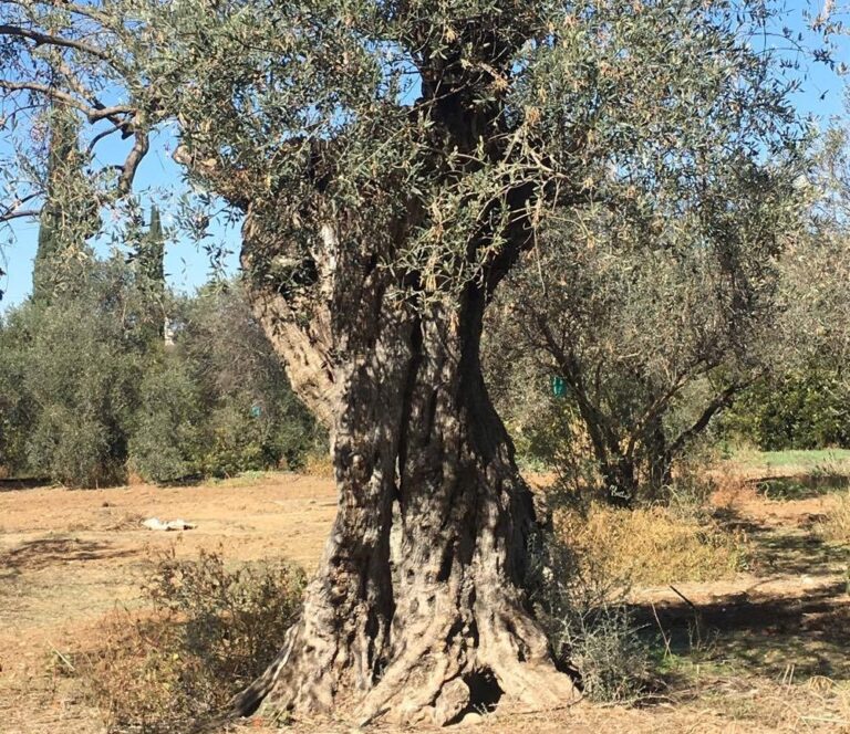 Ελιά 500 ετών, στην κοινότητα Δευτεράς… (ΒΙΝΤΕΟ)