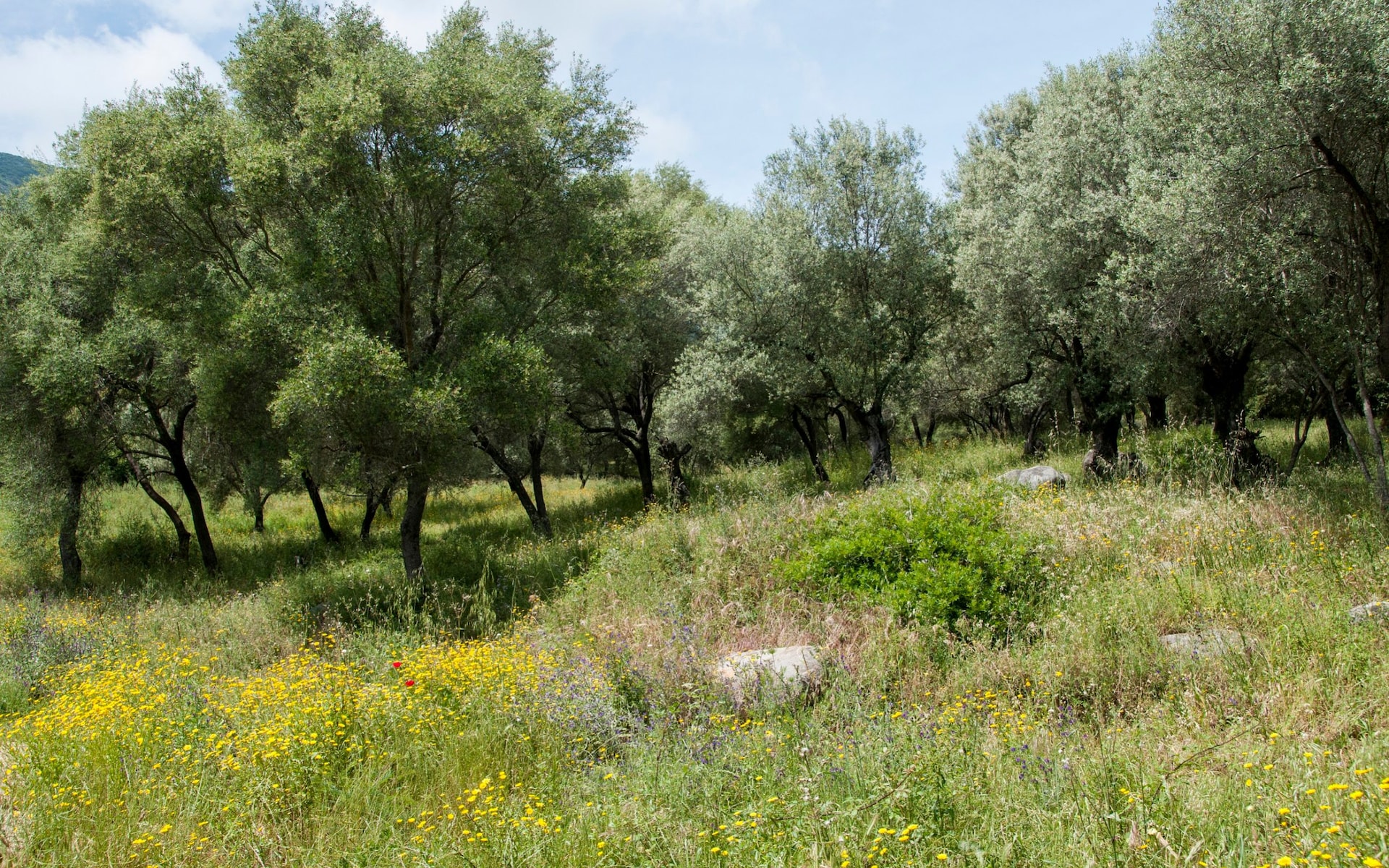 Κύπριος εκατομμυριούχος και η πρώην του τσακώνονται για τις ελιές στη Συλίκου