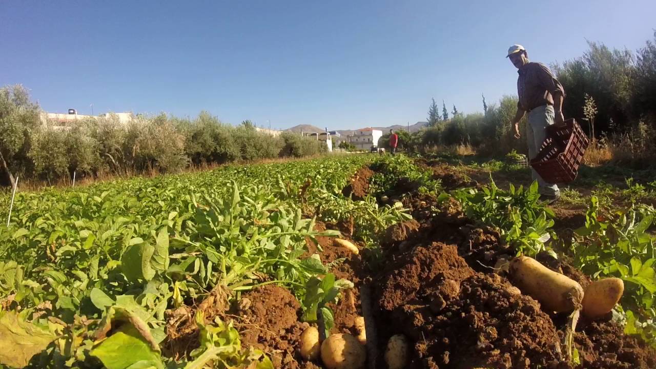 Εξάγουν χώμα και "βαπτίζουν" τις πατάτες κυπριακές