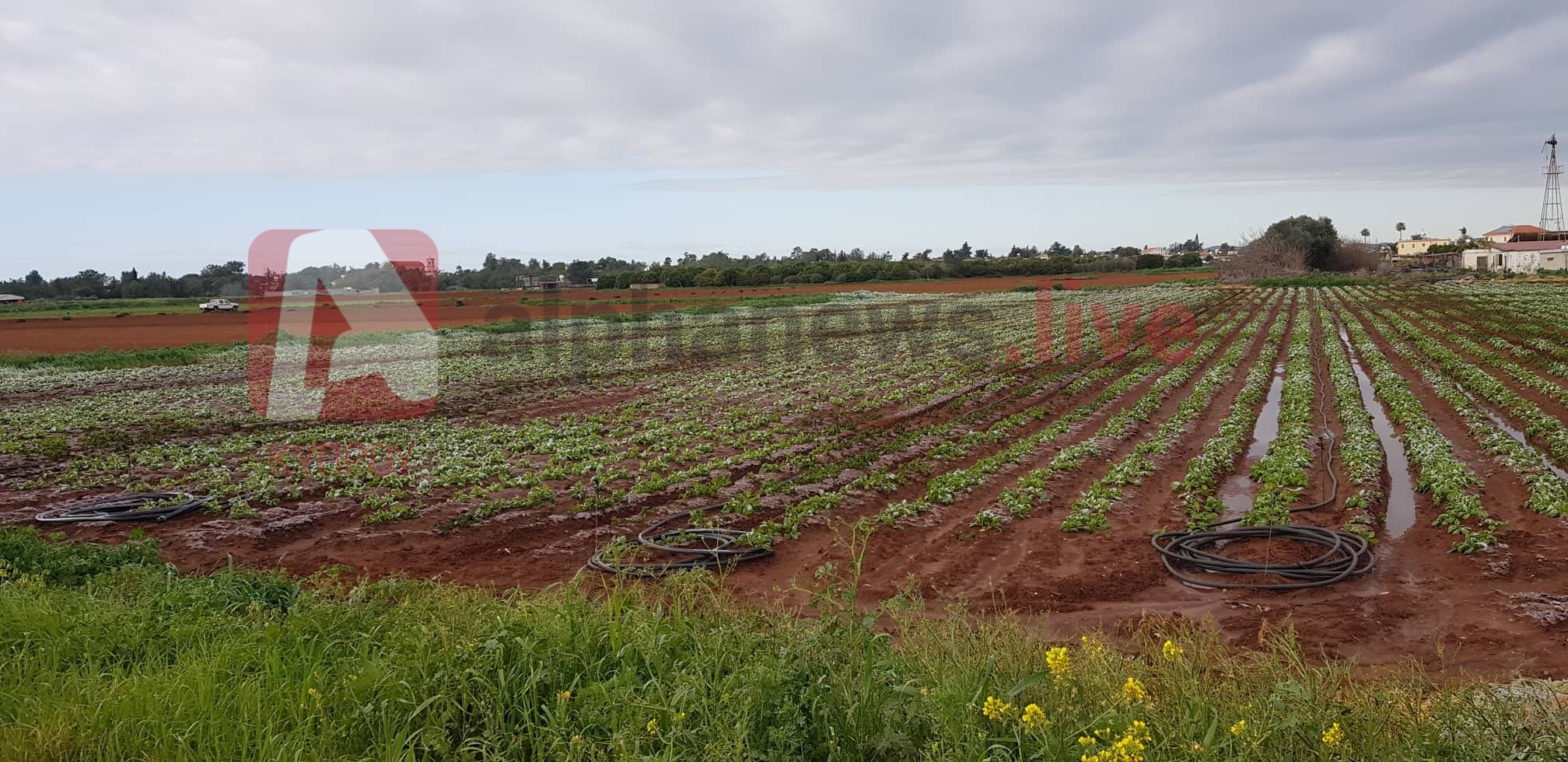 Μετρούν πληγές οι γεωργοί στα Κοκκινοχώρια από τον παγετό που έπληξε τις πατάτες