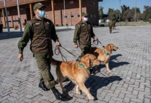 Εκπαιδεύουν σκύλους να μυρίζονται τον κορωνοϊό στη Χιλή