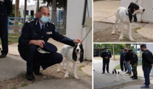 ΦΩΤΟ: Ένας καθαρόαιμος Γάλλος ιχνηλάτης, το νέο τετράποδο μέλος της Αστυνομίας