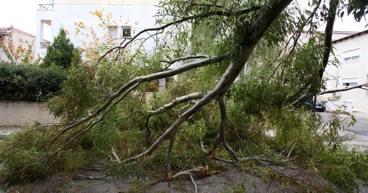 Σφοδροί άνεμοι έφεραν προβλήματα: Πτώσεις δέντρων και ζημιές σε οχήματα