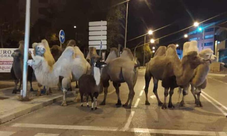 ΦΩΤΟ: Οκτώ καμήλες και ένα λάμα ''έκοβαν'' βόλτες στους δρόμους της Μαδρίτης