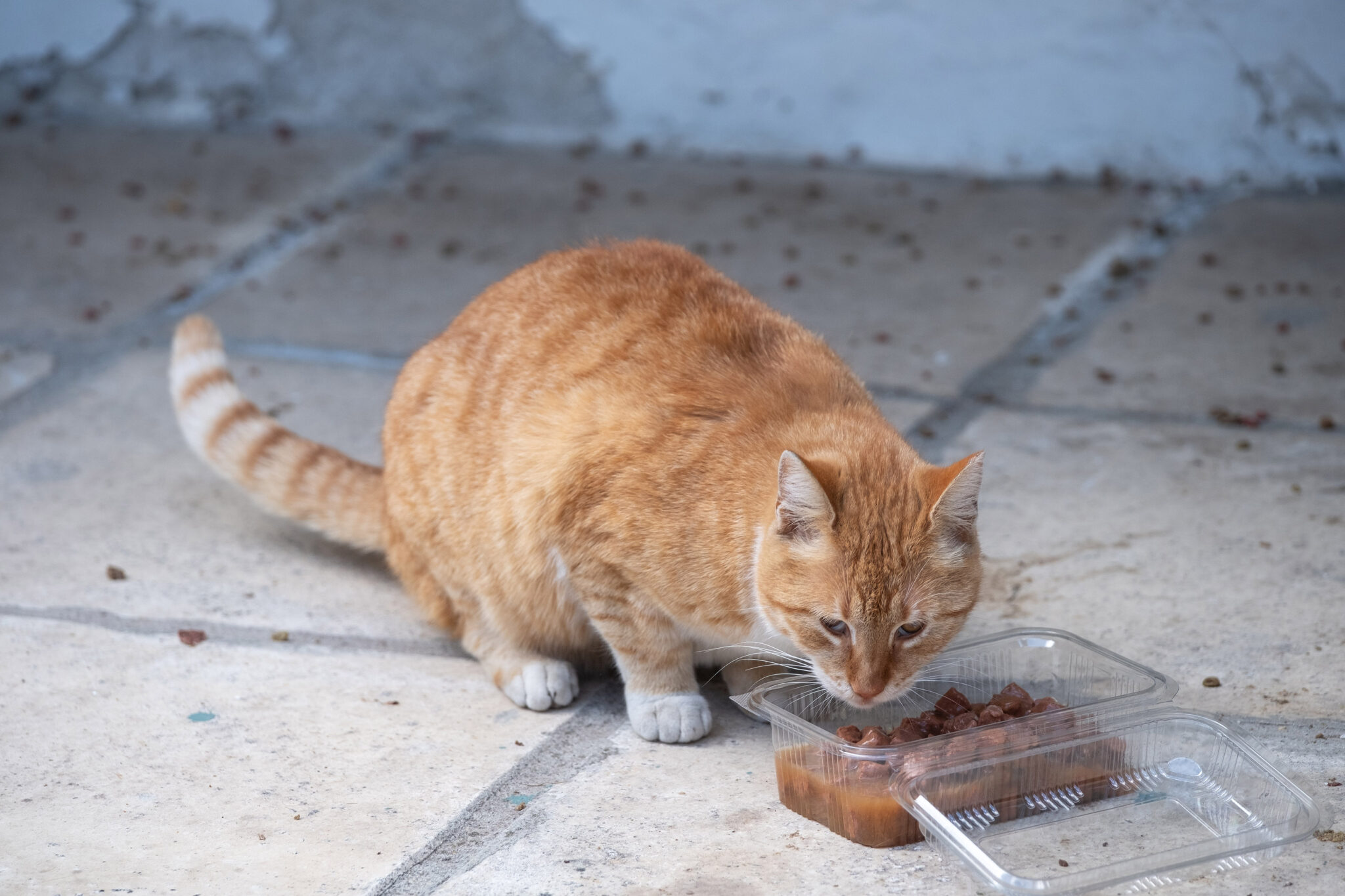 Έτσι θα διαπιστώσεις εάν ο σκύλος, η γάτα ή το κουνέλι σου είναι παχύσαρκα