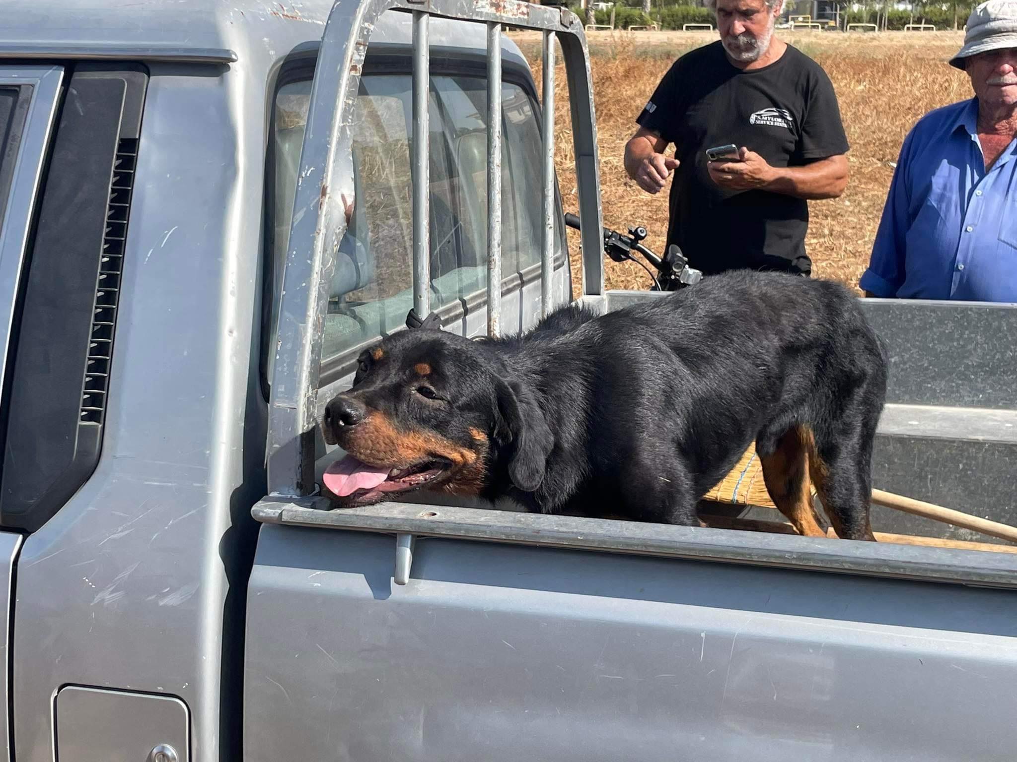 Αποσωληνώθηκε το 8χρονο αγοράκι που δέχθηκε επίθεση από σκύλο στη Λεμεσό