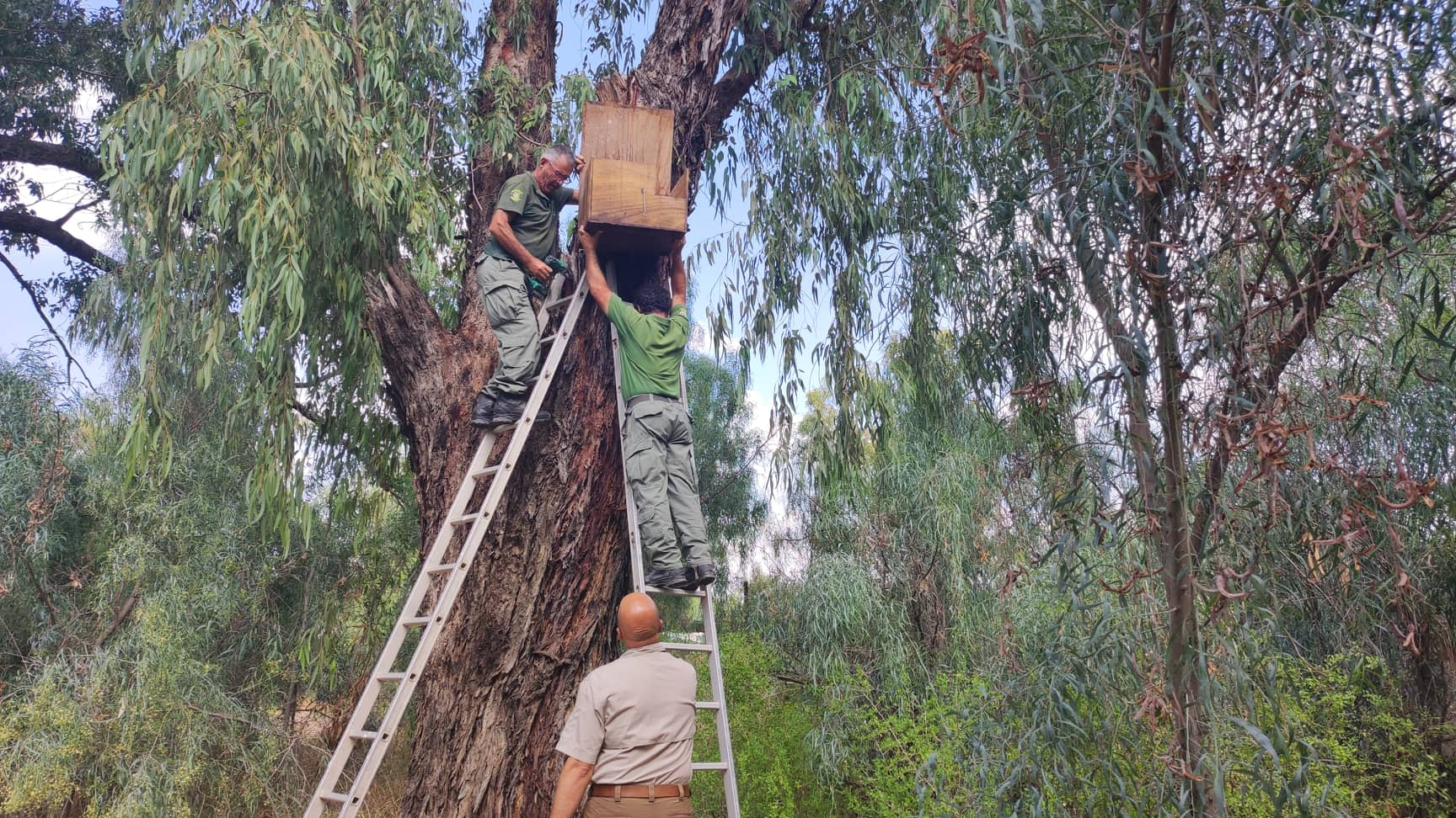 ΒΙΝΤΕΟ: Ανθρωποπούλια και κουκουβάγιες στον "αγώνα" της Θήρας κατά των τρωκτικών