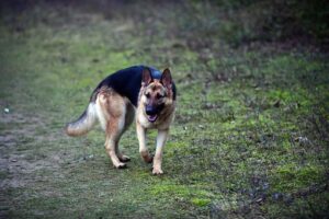 Τρία λυκόσκυλα κατασπάραξαν 74 ζώα στην Τερσεφάνου, προσπαθούν να τα εντοπίσουν