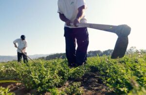 Υπό καθεστώς δουλείας 14 εργάτες στο Δασάκι Άχνας