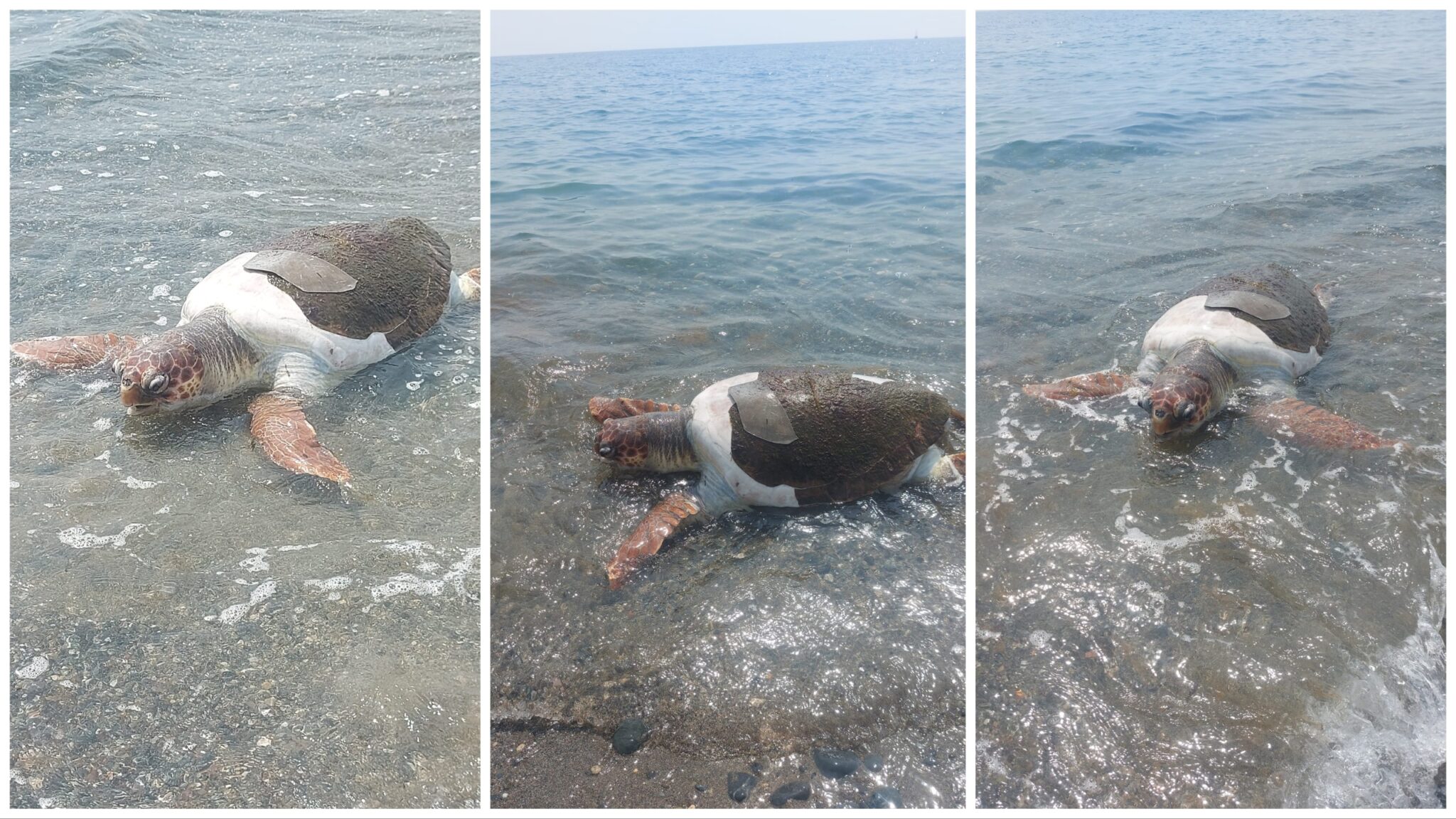 Θλιβερές εικόνες με νεκρή χελώνα που ξέβρασε το κύμα στο Lady's Mile