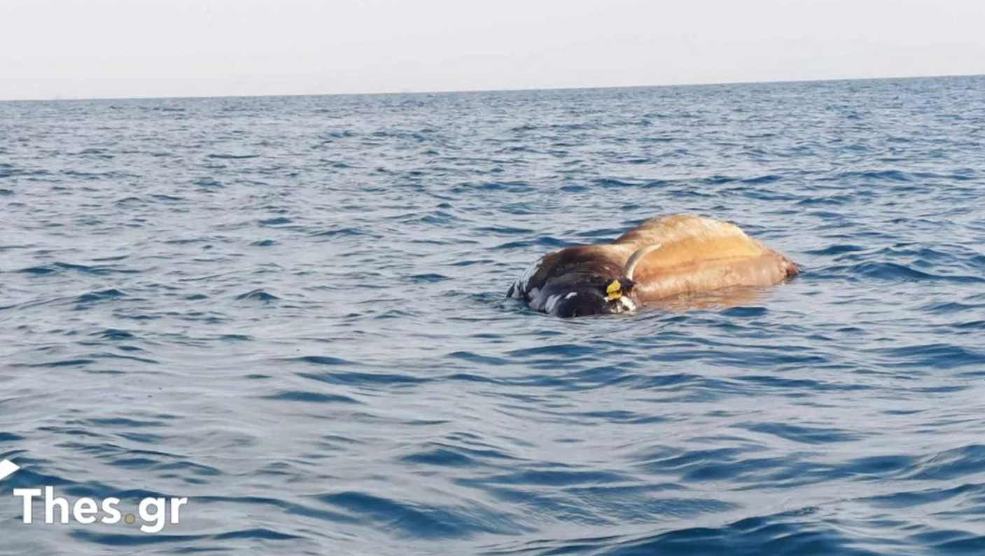 Νεκρή αγελάδα επέπλεε στον Θερμαϊκό, πιθανόν να προέρχεται από τη Θεσσαλία