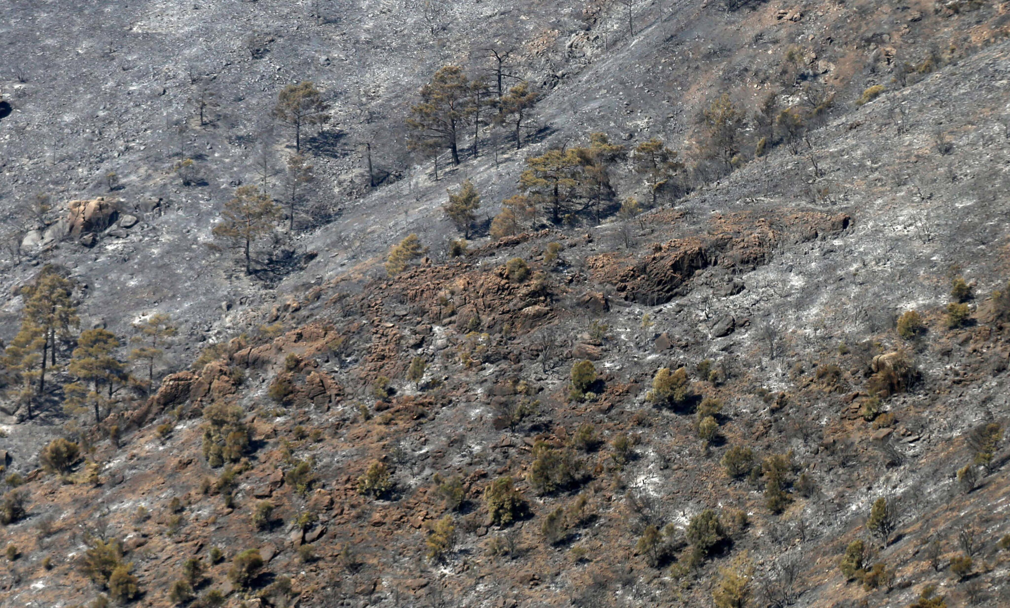 Χάθηκαν 8 τετραγωνικά χλμ δάσους στη Λεμεσό, μαρτυρία «δείχνει» εμπρησμό