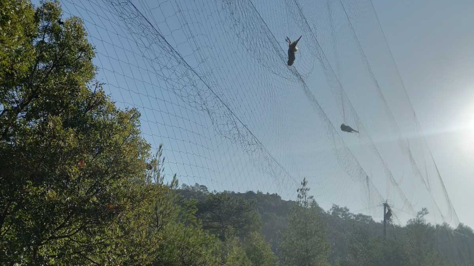 Στο «μικροσκόπιο» ο ιδιοκτήτης του περιβολιού όπου έστησαν δίκτυα οι Βιετναμέζοι