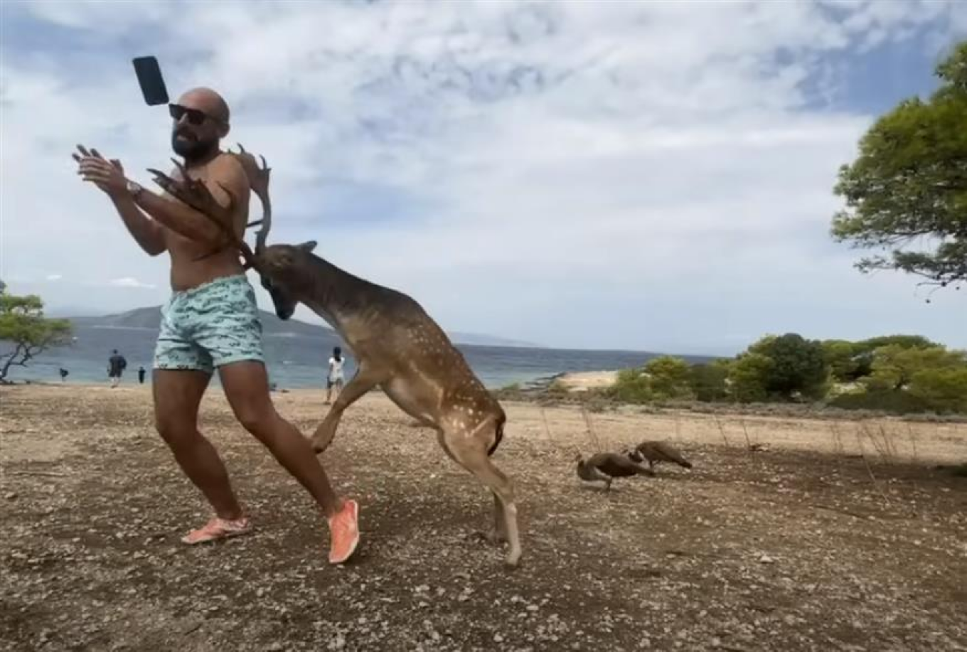 Αίγινα: Τουρίστας πήγε να βγάλει selfie με ελάφι και κατέληξε με σπασμένα πλευρά