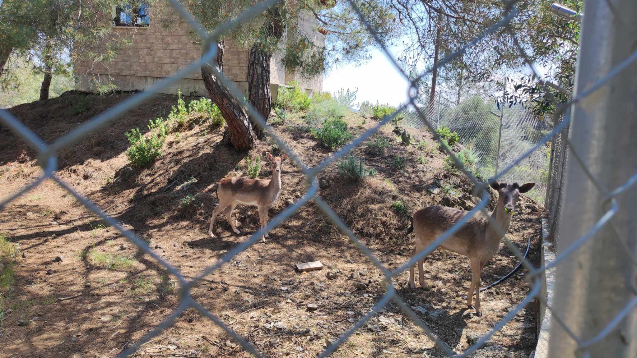 ΒΙΝΤΕΟ: Ιδού το κτήμα της Μονής Αββακούμ στον Λυθροδόντα με τα παράνομα ελάφια