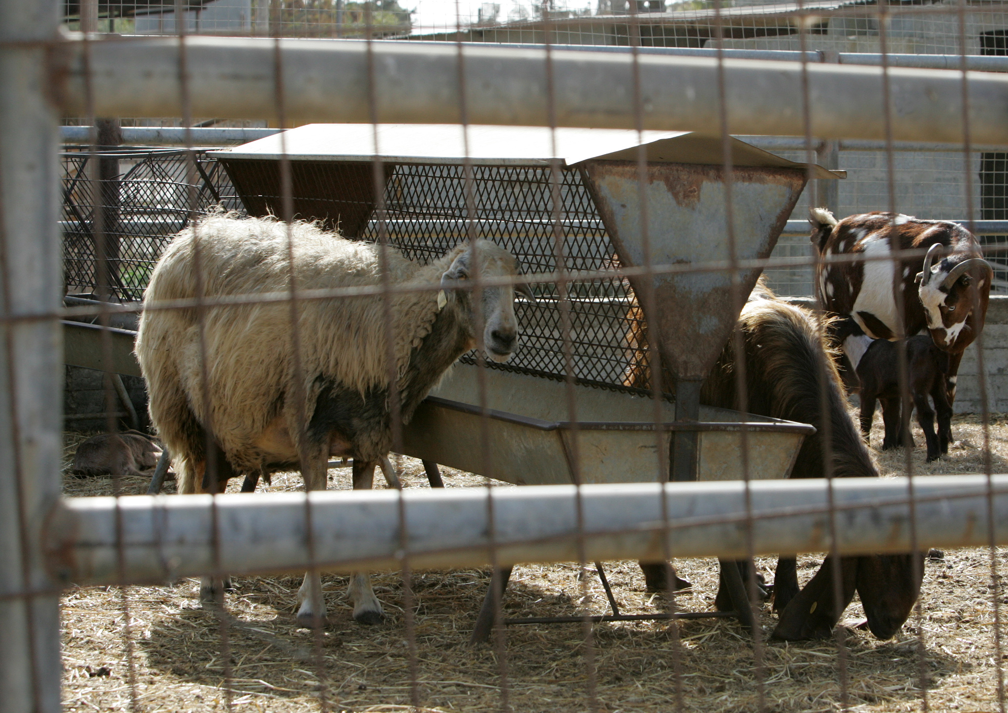 Η Κύπρος πρώτη στην ΕΕ στην κατανάλωση αντιβιοτικών σε ζώα