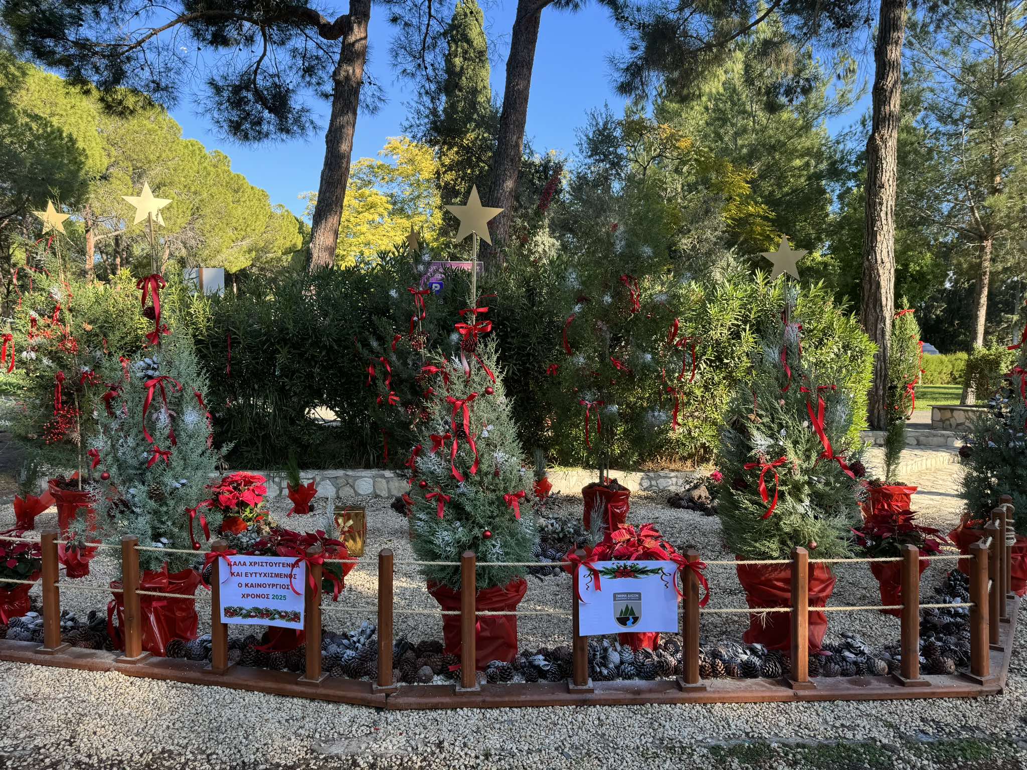 Έτσι θα διατηρήσεις πράσινο και φρέσκο το χριστουγεννιάτικο δέντρο που θα πάρεις από το Τμήμα Δασών