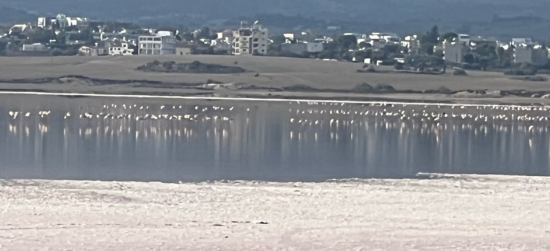 ΦΩΤΟ: Έφτασαν τα πρώτα φλαμίνγκο στην Αλυκή Λάρνακας