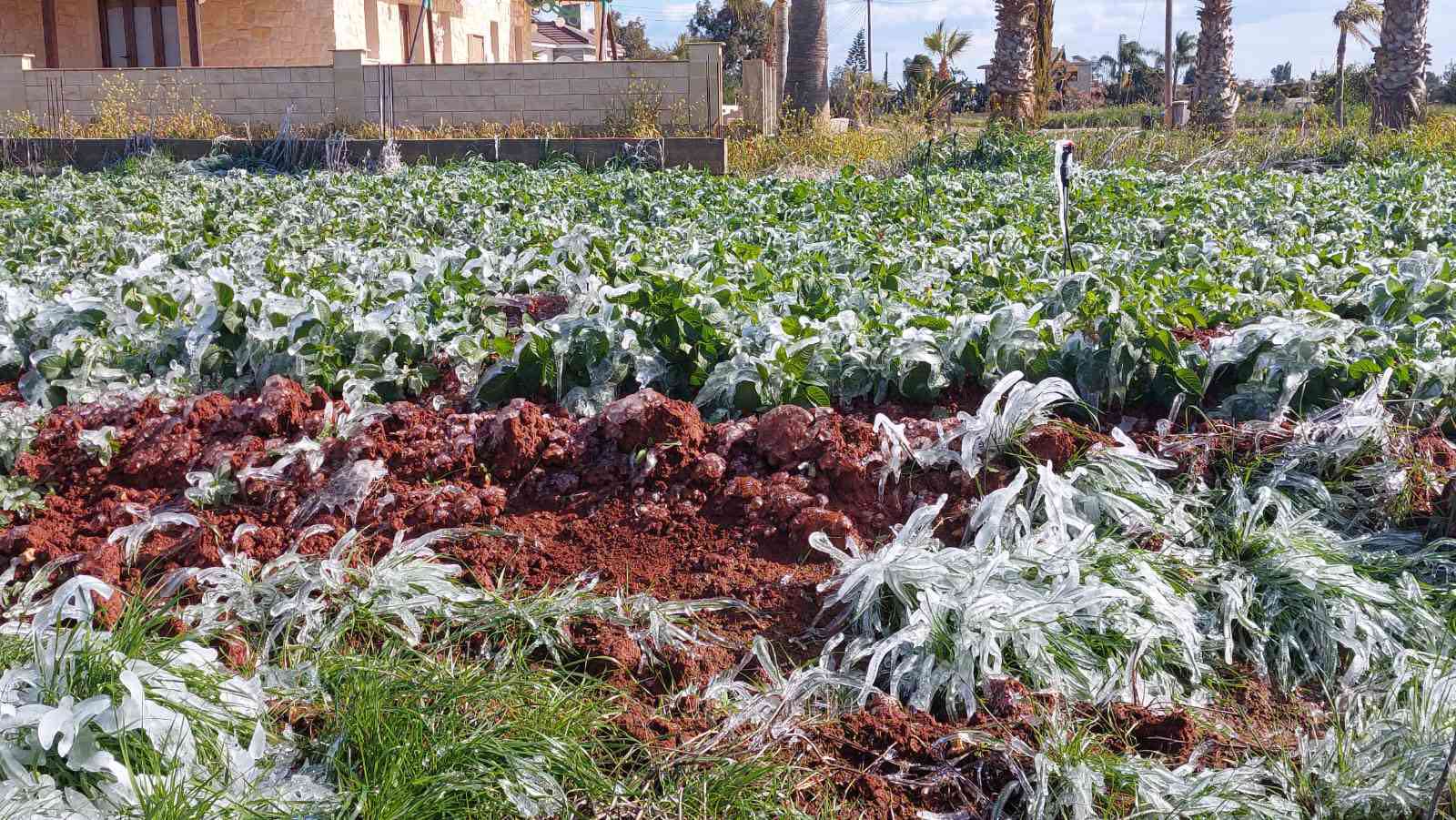 «Έκαψε» τις πατατοκαλλιέργειες η Coral (ΒΙΝΤΕΟ&ΦΩΤΟ)