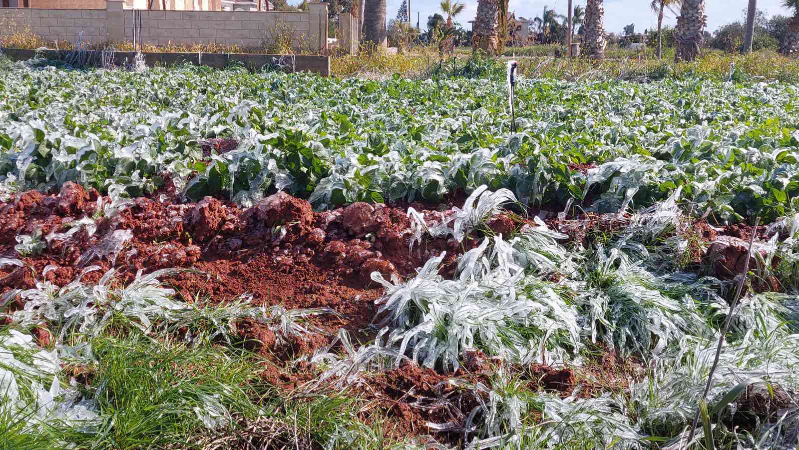 Το Υπ. Γεωργίας ξεκίνησε την αξιολόγηση των ζημιών στις καλλιέργειες λόγω CORAL 